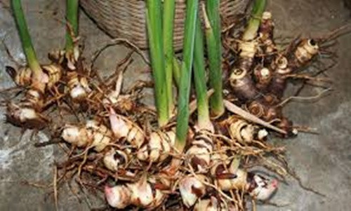 Riềng là loại thân nhỏ, mọc hoang rất nhiều ở nước ta. Nó được dùng trong nhà bếp làm tăng hương vị cho các món ăn, cung cấp dồi dào các chất natri, sắt, chất xơ, vitamin A, C và flavanoid… Những dưỡng chất này đóng một vai trò quan trọng trong việc duy trì sự khỏe mạnh cho cơ thể, đặc biệt nó còn phòng chống được 8 loại ung thư. Ảnh: Khaiminh.