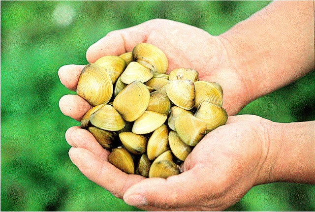 Trong hến có chứa sắt và vitamin B12, đây là hai chất quan trọng trong việc cấu tạo và điều chỉnh quá trình tái tạo tế bào hồng cầu mới cho cơ thể, vì vậy, hến ngừa thiếu máu rất tốt. (Nguồn Amthucsinhvien)