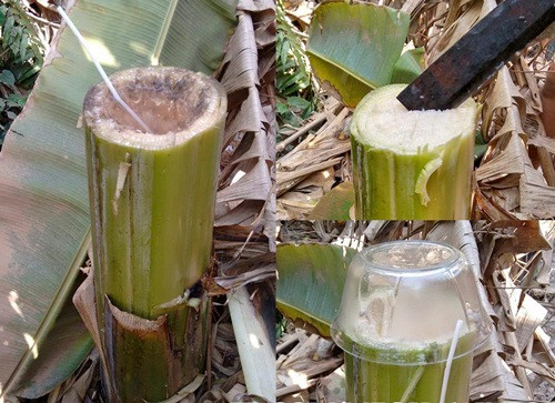 Nước ép thân cây chuối hột. Nhiều người chỉ nghĩ đến phần quả chuối mà quên rằng các bộ phận khác của nó cũng có tác dụng y dược không kém. Nó có thể tăng cường hệ miễn dịch, chữa bệnh và làm đẹp. Ảnh: Infonet.