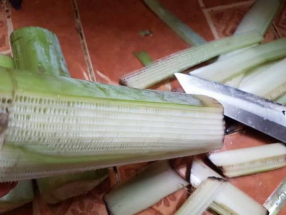 Một công dụng tuyệt vời nữa của thân cây chuối là hỗ trợ điều trị viêm loét dạ dày. Nước ép thân chuối được cho là có tác dụng kích thích sự tăng trưởng của lớp màng nhầy phía trong dạ dày, do đó giúp làm lành các vết viêm loét dạ dày nhanh hơn. (Nguồn Ngoisao)