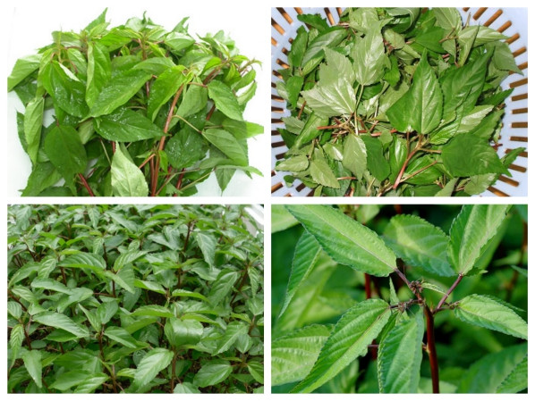 Không chỉ tốt cho sản phụ sau sinh, rau đay còn tốt cho phụ nữ đang cho con bú vì chứa nhiều sắt. Mỗi ngày, chỉ cần ăn khoảng 2 – 3 lạng rau đay là có thể đủ sắt cho cả mẹ và con. (Nguồn Cungcaphatgiong)
