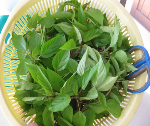 Hàm lượng sắt có trong rau đay còn giúp giảm thiểu tình trạng co thắt cơ bắp (hay hội chứng chuột rút) rất hiệu quả. (Nguồn Vuahatgiong)