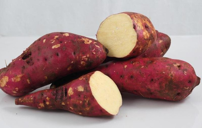 Trong củ khoai lang chứa rất nhiều chất dinh dưỡng, bao gồm tinh bột, beta carotene, vitamin C, vitamin B1. Bên cạnh đó, loại củ này còn chứa 10 loại nguyên tố vi lượng cần thiết cho sức khỏe như canxi, phốtpho, kẽm, sắt, magiê, natri, kali... (Nguồn Laodong)
