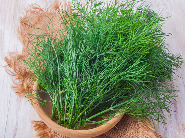 Thì là cũng được xem là một loại thuốc thảo dược tự nhiên giúp làm sạch khoang miệng tuyệt vời. Ngoài ra, loại rau gia vị này còn có tính kháng khuẩn, giúp chống lại những vi khuẩn gây nên sự hôi miệng. (Nguồn Tacdungcuacay)