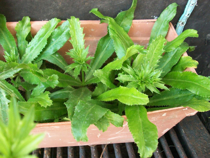 Những người bị hôi miệng do vấn đề tiêu hóa hoặc dạ dày có thể sử dụng mùi tàu sắc đặc lấy nước, thêm muối để súc miệng và họng nhiều lần trong ngày. (Nguồn Baomoi)