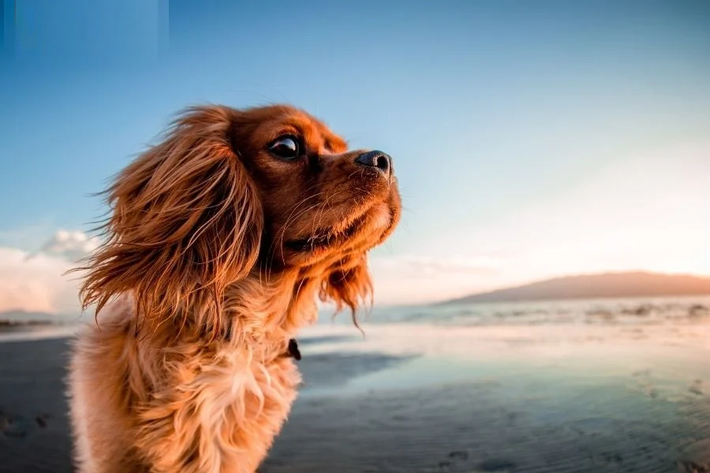 Tuổi Tuất: Người tuổi Tuất có tính cách cao thượng, không thích tranh cãi với người khác. Con giáp này cũng có rất nhiều bạn bè, chủ yếu là vì họ có tầm nhìn xa trông rộng, tính cách tỉ mỉ, thận trọng, biết đối nhân xử thế. 