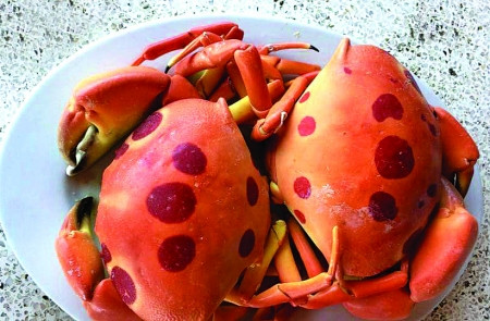Gọi là cua Mặt trăng bởi vì trên mai của nó nhiều hình tròn màu đỏ đậm, pha vào màu hồng tươi như mặt trăng. Ảnh: Thanh niên.