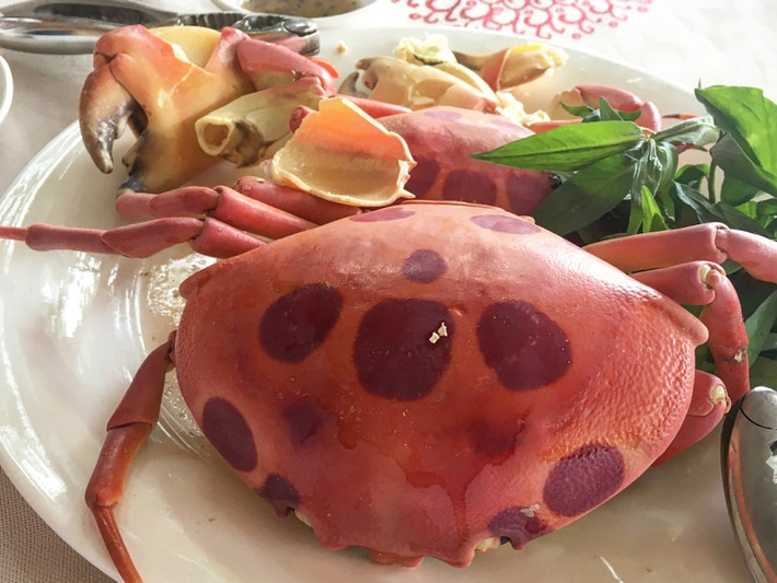 Sở dĩ cua này quý hiếm vì thịt rất săn chắc, nhiều đạm và thơm, đặc biệt phần gạch cua ngon khác biệt so với những loại khác. Ảnh: Tạp chí du lịch.