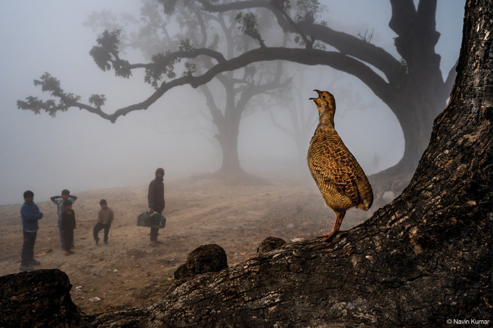 Tác phẩm với tiêu đề "Nature's Warning Call" (Tạm dịch: Lời cảnh báo của thiên nhiên) của Navin Kumar đến từ Ấn Độ xuất sắc giành vị trí thứ 3.