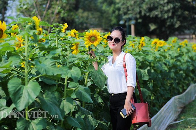 Chị Nguyễn Thị Lan Ngọc (Cầu Giấy - Hà Nội) cho hay: "Không cần tới Nghệ An hay đâu xa xôi, hiện tại ở Hà Nội đang có vườn hoa hướng dương rộng đẹp, cả gia đình tôi đã cùng một số gia đình bạn bè, người thân về đây thăm quan".