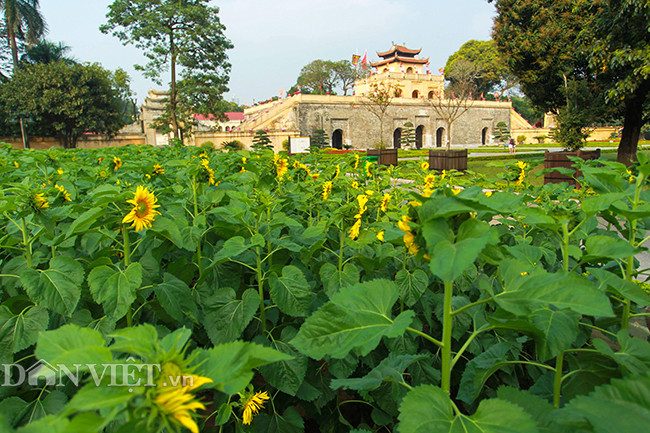 Theo đại diện trung tâm bảo tồn di sản Thăng Long, vườn hoa hướng dương tại khu di tích nhằm tạo một điểm nhấn, thu hút du khách nhân dịp đầu năm. Hoa hướng dương có sức sống tốt và mang ý nghĩa tốt đẹp, hướng về mặt trời.