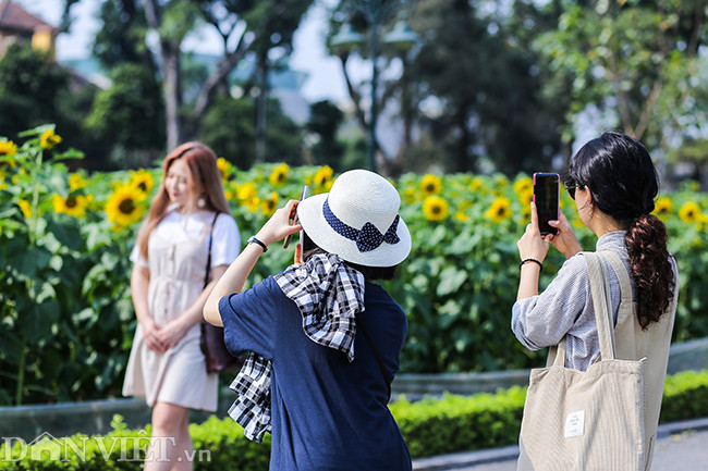 Không chỉ hút người dân trong nước, vườn hoa hướng dương đặc biệt này còn khiến nhiều du khách nước ngoài quan tâm, tranh thủ ghi lại những khoảnh khắc đẹp tại đây.