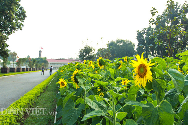 Những bông hoa hướng về cột cờ Hà Nội.
