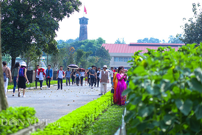 Nằm ở trung tâm thành phố Hà Nội, vườn hoa hướng dương tại Hoàng thành Thăng Long - Hà Nội đang thu hút hàng ngàn lượt khách đổ về mỗi tuần để vui chơi, hòa mình với thiên nhiên, chụp ảnh...