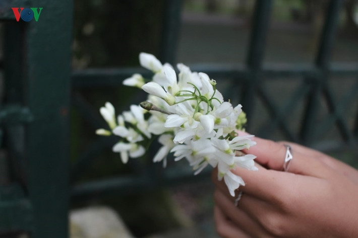 Hoa sưa đẹp nhưng mùa hoa ngắn, chúng nhanh nở và cũng chóng tàn. Bởi vậy, nhiều người tranh thủ ghi lại những khoảnh khắc đẹp nhất của loài hoa này như một cách để níu kéo một nét ký ức ngắn hạn thường niên.