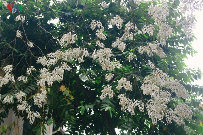 Người ta tìm đến hoa sưa cũng bởi cái hoài cổ, bình dị mà loài hoa này mang lại.