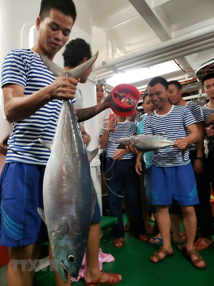 Câu được chú cá thu trên 10kg. (Ảnh: Hoàng Hùng/TTXVN)