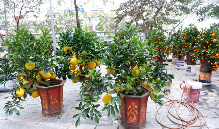 Với khoa học phát triển hiện nay, thị trường hoa, cây cảnh liên tục cập nhật những loại cây trồng mới. Đến chợ hoa – sinh vật cảnh Vạn Phúc, không chỉ để mua cây, đây còn là địa chỉ tham quan, ngắm cảnh và tìm hiểu, chia sẻ kinh nghiệm nuôi – trồng các loại cây, con. Sự hấp dẫn của các loài hoa – cây cảnh, Vạn Phúc là địa chỉ không thể thiếu khi đi chợ Tết.