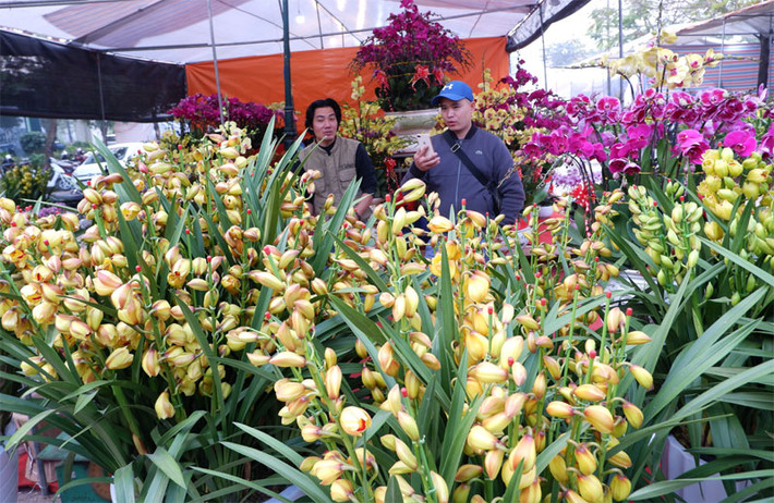 Nằm trong những con ngõ nhỏ của làng Vạn Phúc, các gian hàng được quận Hà Đông và phường Vạn Phúc quy hoạch thành khu vực chợ hoa – sinh vật cảnh từ nhiều năm nay. Chợ hoa Vạn Phúc đã nhộn nhịp từ trước Rằm tháng Chạp.