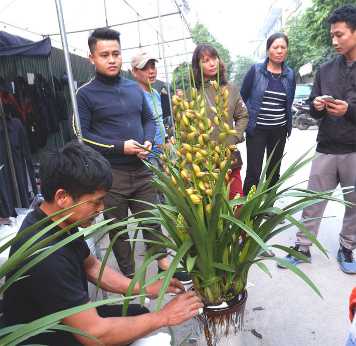 Vào ngày thường, chợ hoa – sinh vật cảnh Vạn Phúc chỉ có những gian hàng bán các loại cây hoa, cây thế. Hoa lan được đưa về đây khá nhiều phục vụ nhu cầu chợ Tết của người dân.