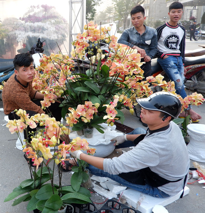 Chị Thành chia sẻ: Nếu đi các nơi khác chỉ vài ba loại cây như: Đào, hoa lan, bưởi, quất, nhưng ở chợ Vạn Phúc còn khác nhiều loại chủng loại cây có thể mua để chơi Tết, như: Cúc, hoa trà, đỗ quyên … Giá cả các loại cây này rất dễ mua.