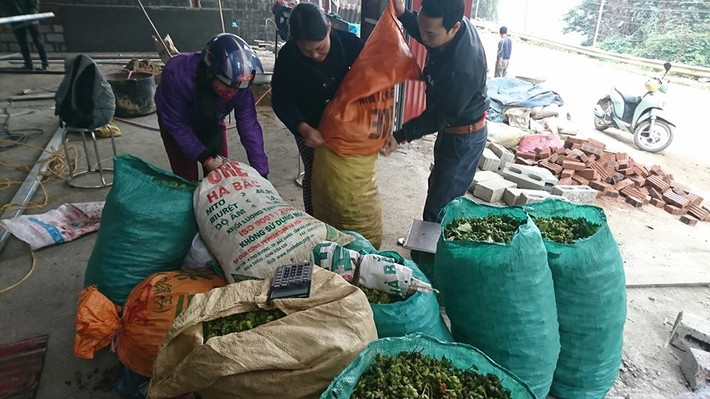 Dân chở đến bao nhiêu, thương lái đều thu mua hết.