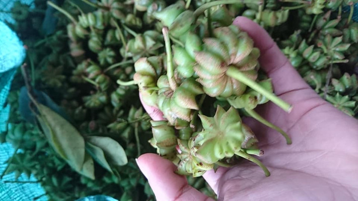 Thương lái thu mua hoa hồi khô để phơi nắng hoặc sấy khô mới xuất khẩu ra nước ngoài.