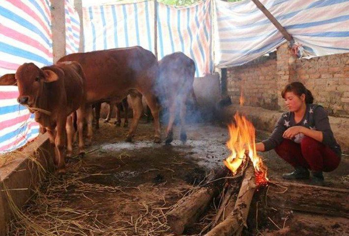 Quây bạt và đốt lửa sưởi ấm cho gia súc