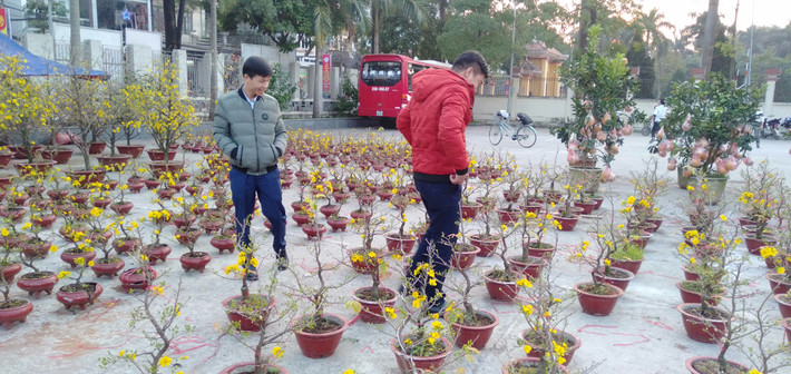 Dù còn hơn 10 ngày nữa mới đến Tết, nhưng người dân đã bắt đầu đi mua mai, đào chuẩn bị cho một năm mới sum vầy.