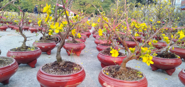 Những chậu cây mai nhỏ này có rất nhiều hoa, những nụ nhỏ sẽ nở hoa đúng dịp Tết.