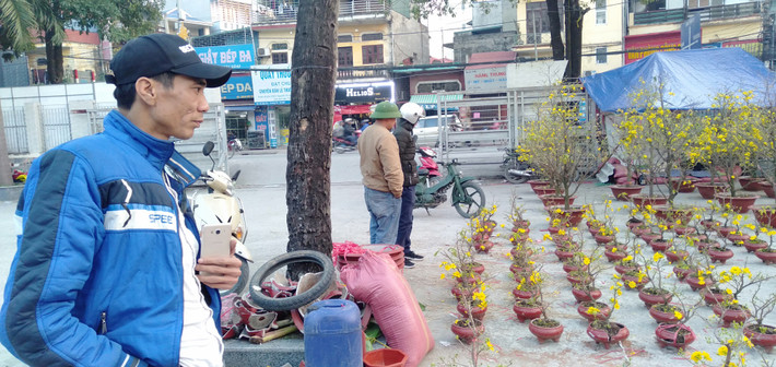 Anh Nguyễn Chí Linh (người bán mai vàng) cho biết, đa phần mai được nhập từ Bến Tre.