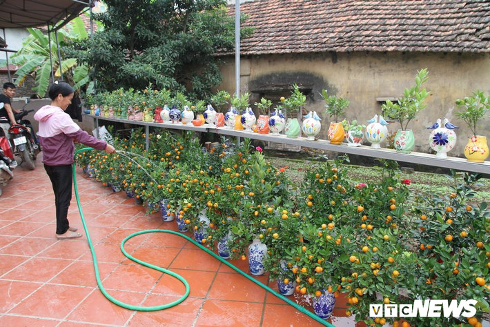 Bên cạnh những loại quất quen thuộc, năm nay gia đình bà Đỗ Thị Mai (Mễ Sở, Văn Giang, Hưng Yên) đã cho ra thị trường cây quất cảnh Tết có quả độc đáo giống hình một chiếc bình hồ lô.