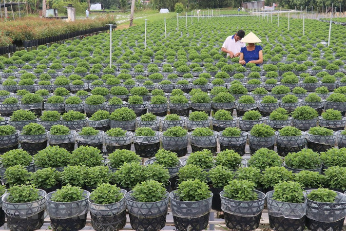 Làng hoa Sa Đéc (Đồng Tháp) tích cực chăm sóc hơn 3 triệu giỏ hoa để kịp nở vào đúng dịp Tết.
