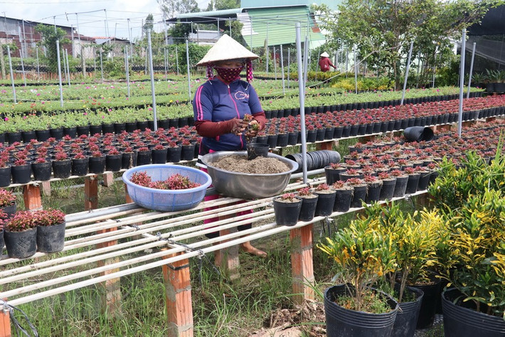 Làng hoa Sa Đéc (Đồng Tháp) tích cực chăm sóc hơn 3 triệu giỏ hoa để kịp nở vào đúng dịp Tết.