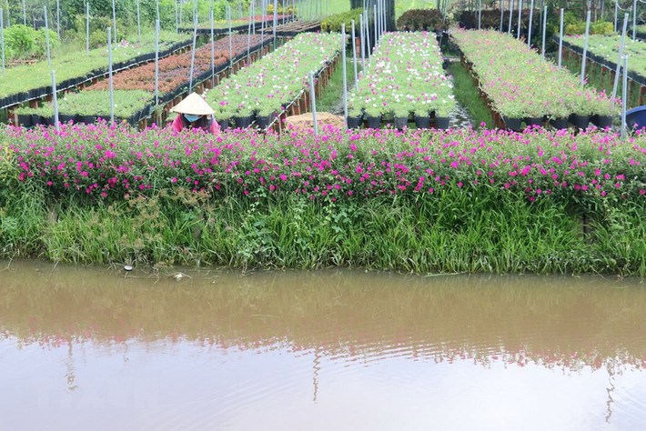 Làng hoa Sa Đéc (Đồng Tháp) tích cực chăm sóc hơn 3 triệu giỏ hoa để kịp nở vào đúng dịp Tết.