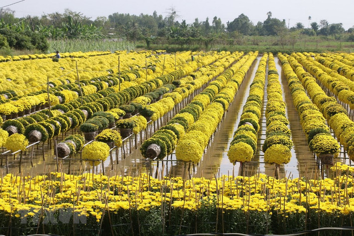 Cánh đồng hoa rực rõ chờ Tết.