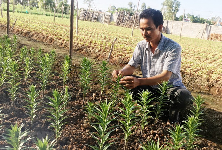 Nông dân tỉnh Quảng Bình tích cực trong các khâu chăm sóc hoa, cây cảnh để kịp phục vụ thị trường hoa Tết.