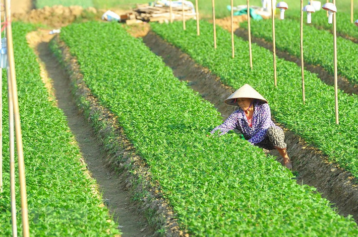 Các hộ trồng hoa ở xã Ninh Phúc (Ninh Bình) gieo trồng chăm sóc hoa vụ Tết.