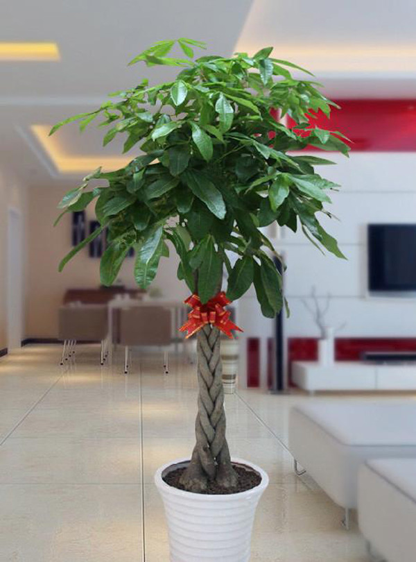 Thực tế, những chiếc chậu sứ mỏng và cao này không thích hợp để trồng cây. Chúng quá cao, chứa nhiều đất trong chậu. Khi tưới, nước rất khó thấm xuống đáy chậu khiến phần rễ ở đây không tiếp xúc được với nguồn nước, nhanh chóng bị khô. Cây vì thế mà còi cọc.Ảnh: Sohu