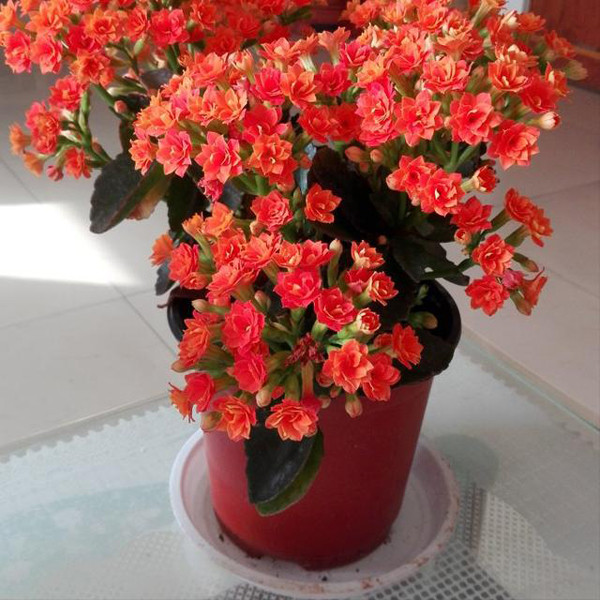 Chậu chất liệu nhựa mềm: So với các chất liệu khác, chậu nhựa mềm dù hình thức không bắt mắt nhưng giá thành rẻ nên nhiều người chọn dùng. Thực tế, loại chậu này chỉ phù hợp với các cây con ở vườn ươm do nhiệt độ, độ ẩm thích hợp, thường xuyên được tưới nước bón phân. Ảnh: Sohu