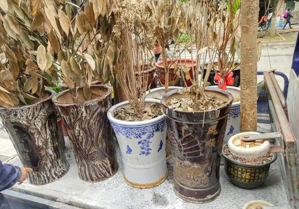 Mặt khác, việc đổ lượng đất quá cao khiến độ thoáng khí không tốt. Nếu tưới quá nhiều, đất cũng không thể khô trong thời gian ngắn gây thối rễ. Ảnh: Sohu