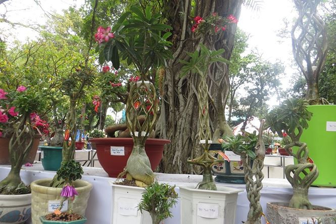 Ông Minh (60 tuổi, ngụ Q.Gò Vấp) cho hay: "Dưới bàn tay của nghệ nhân, các giống cây quen thuộc đều có những hình dáng rất lạ mà lần đầu tiên tôi được thấy".