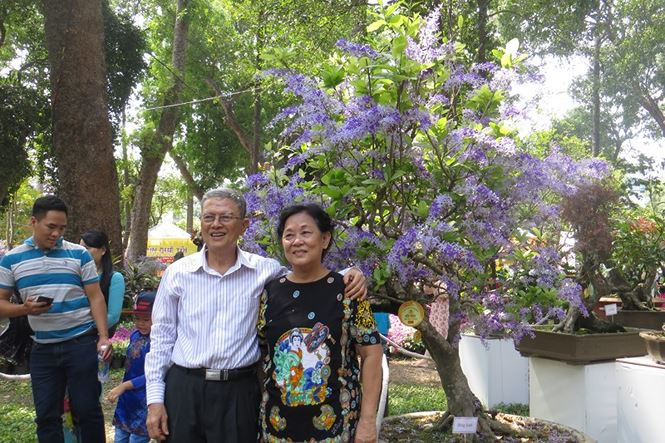 Không cần lên tận Đà Lạt vẫn có thể chụp hình với mai xanh ngay tại TPHCM.