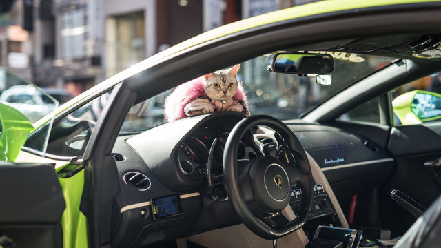 Hajime-san (Nhật Bản) sở hữu siêu xe Lamborghini Gallardo LP550-2 Valentino Balbon, đồng hành cùng anh trên suốt chặng đường là chú mèo Torako tuyệt đẹp.