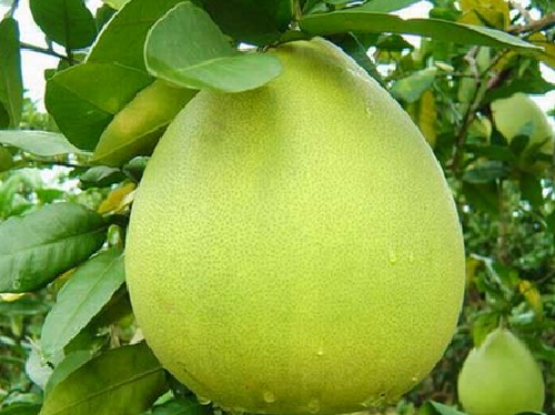 Bưởi cũng là loại trái cây có thể giúp ước mơ sở hữu vòng 1 căng tràn của bạn trở thành hiện thực. Bưởi chứa khá nhiều hợp chất chống oxy hóa và vitamin C, vừa giúp ngực săn chắc nhưng lượng mỡ tại vùng ngực cũng không bị giảm đi. (Nguồn Blogspot)