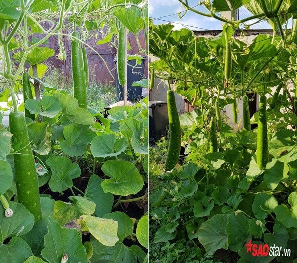 Chị Ngọc Anh cùng đại gia đình của mình sống ở nơi cách thủ đô Praha, CH Séc khoảng 15 phút lái xe. Gia đình đông người nên nhà chị trồng vườn rau to để cung cấp cho gia đình.