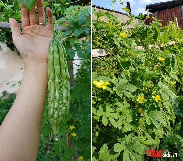 Chị Ngọc Anh cho biết vườn nhà chị trồng bầu, bí, mướp hương, mướp thường, mướp đắng, đỗ đũa, rau mồng tơi, rau cải, rau muống, rau thơm các loại, cả cà chua, dưa hấu… nhưng không trồng cây ăn quả.