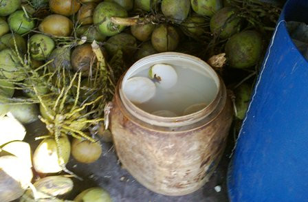 Chi cục Vệ sinh An toàn thực phẩm thành phố đã kiểm tra và phát hiện Natri sulfit dùng trong công nghệ tẩy trắng dừa là chất tẩy trắng được dùng trong công nghiệp sản xuất giấy, dệt may, thuộc da… Chất này cũng được cho phép sử dụng làm phụ gia thực phẩm nhưng với hàm lượng rất nhỏ. Ảnh: Dân Trí.