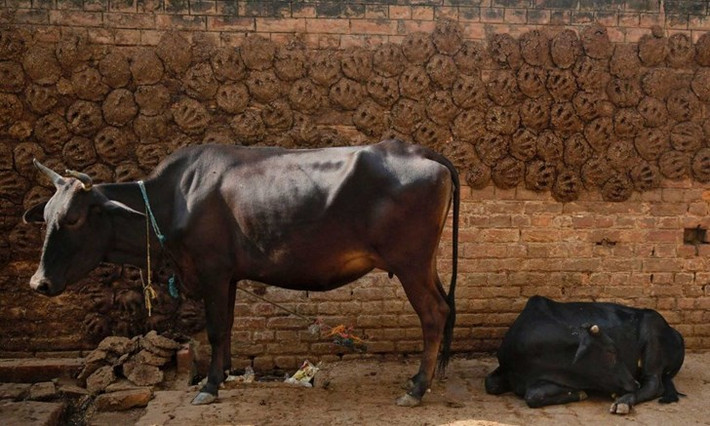 Ở Ấn Độ, nơi những con bò được tôn thờ như vị thần Hindu thì phân bò từ lâu đã được dùng để chữa nhiều bệnh, gần đây họ tân tiến hơn khi dùng nó làm chất đốt thay củi.