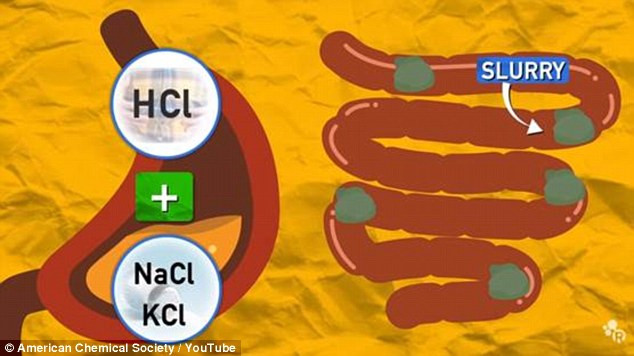 Khi cơ thể bạn nuốt phải kẹo cao su, bã kẹo cao su cũng sẽ đi qua hệ tiêu hóa giống như tất cả mọi loại thực phẩm khác. Các chất tiết ra từ cơ thể có thể ngay lập tức phá vỡ một số thành phần của kẹo cao su, chẳng hạn như chất làm ngọt và chất chiết xuất từ dầu, nhưng với chất bảo quản hay chất đàn hồi trong đó thì phải mất một vài ngày.